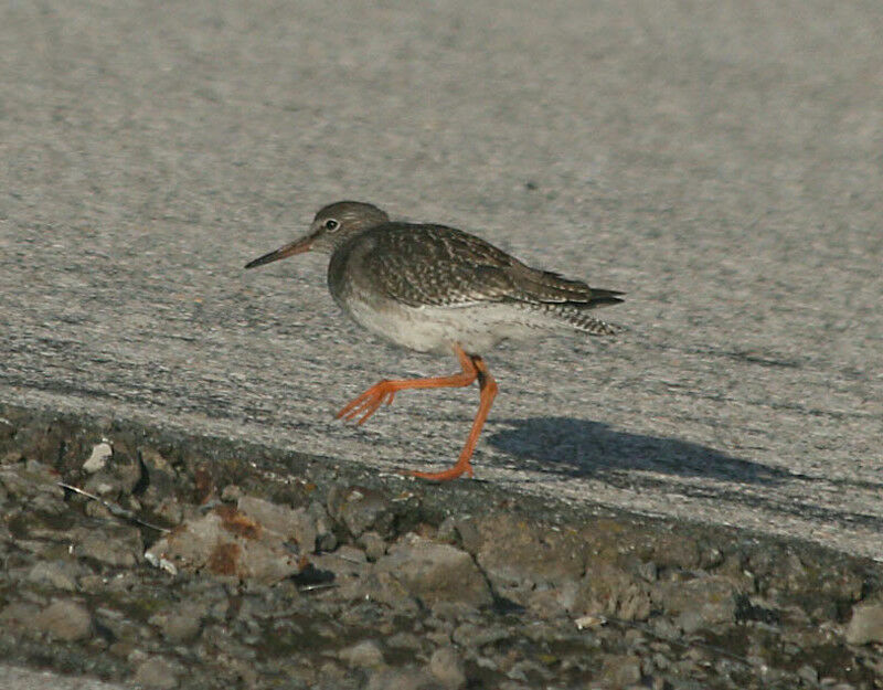 Common Redshank