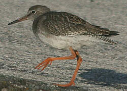 Common Redshank