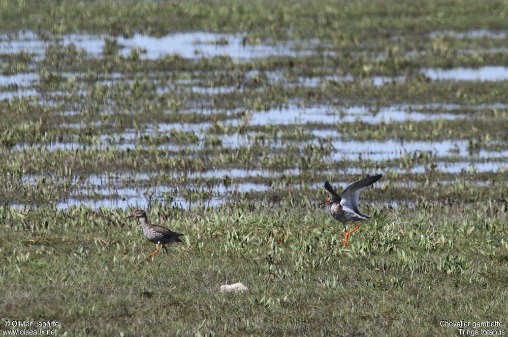 Common Redshank, Behaviour