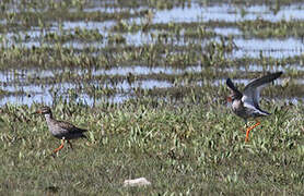 Common Redshank