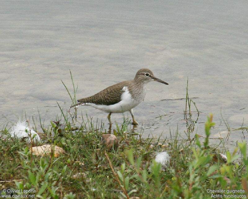 Common Sandpiper