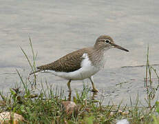 Common Sandpiper