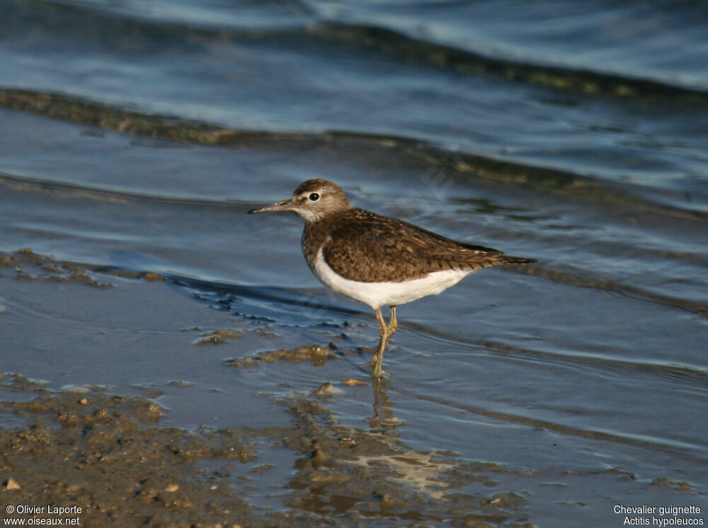 Chevalier guignette, identification