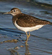 Common Sandpiper