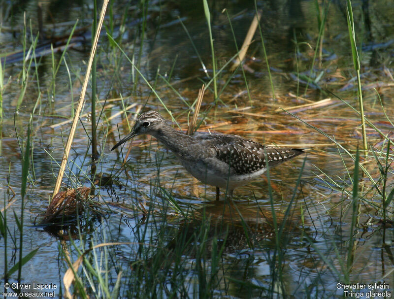 Wood Sandpiper, identification