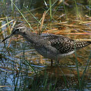 Wood Sandpiper