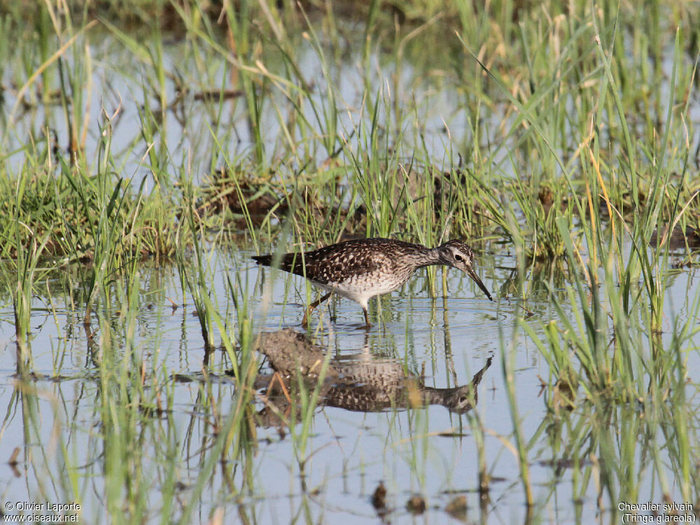 Wood Sandpiper, identification