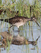 Wood Sandpiper