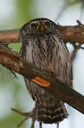 Eurasian Pygmy Owl