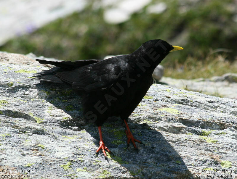 Chocard à bec jauneadulte