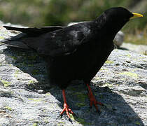 Alpine Chough