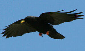 Alpine Chough