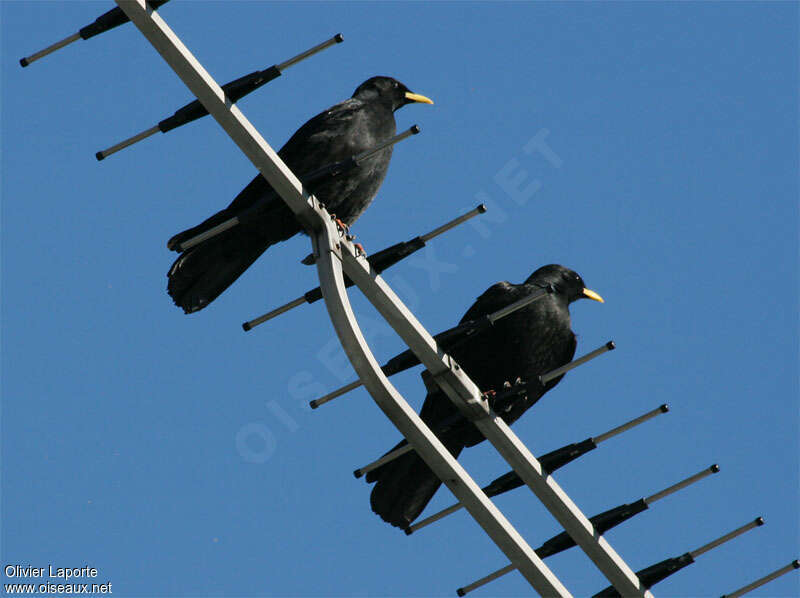 Alpine Choughadult post breeding, Behaviour