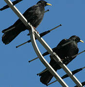 Alpine Chough