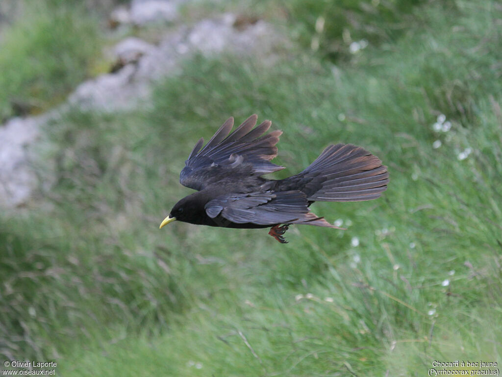 Alpine Chough, Flight