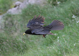 Alpine Chough