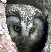 Boreal Owl