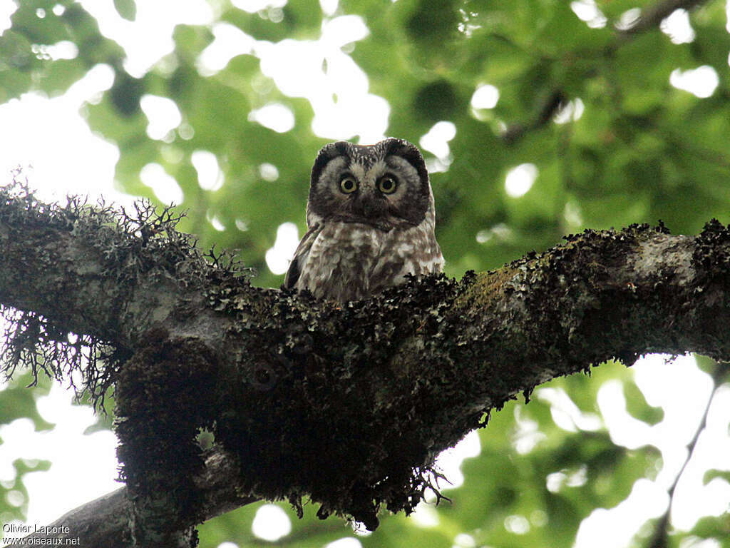 Boreal Owladult, habitat, pigmentation