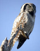 Northern Hawk-Owl