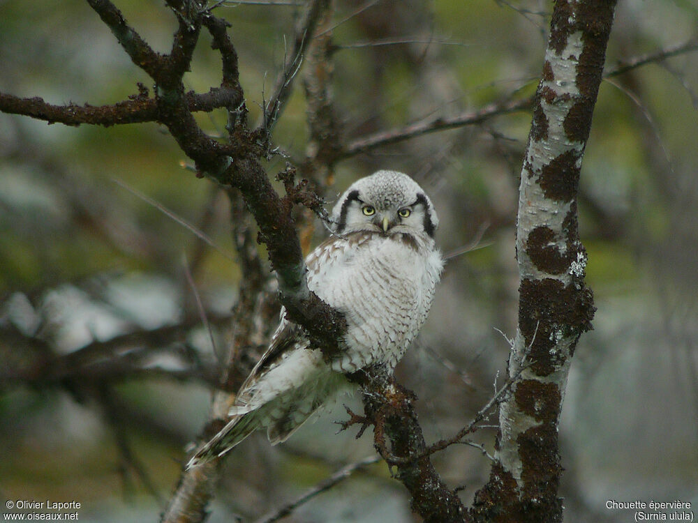 Northern Hawk-Owl