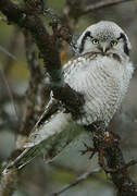 Northern Hawk-Owl