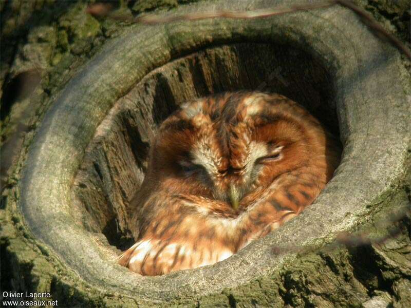 Tawny Owladult post breeding, close-up portrait, pigmentation