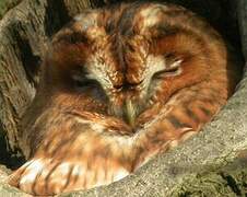 Tawny Owl