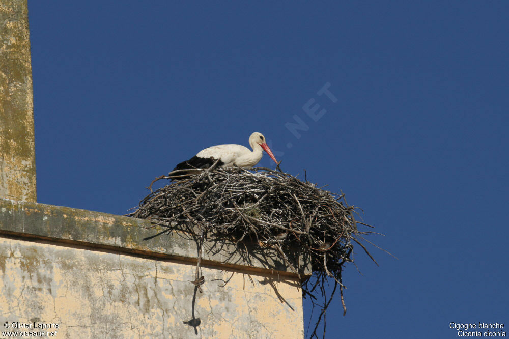 White Stork, Reproduction-nesting