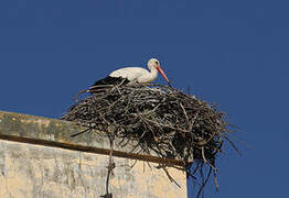 Cigogne blanche