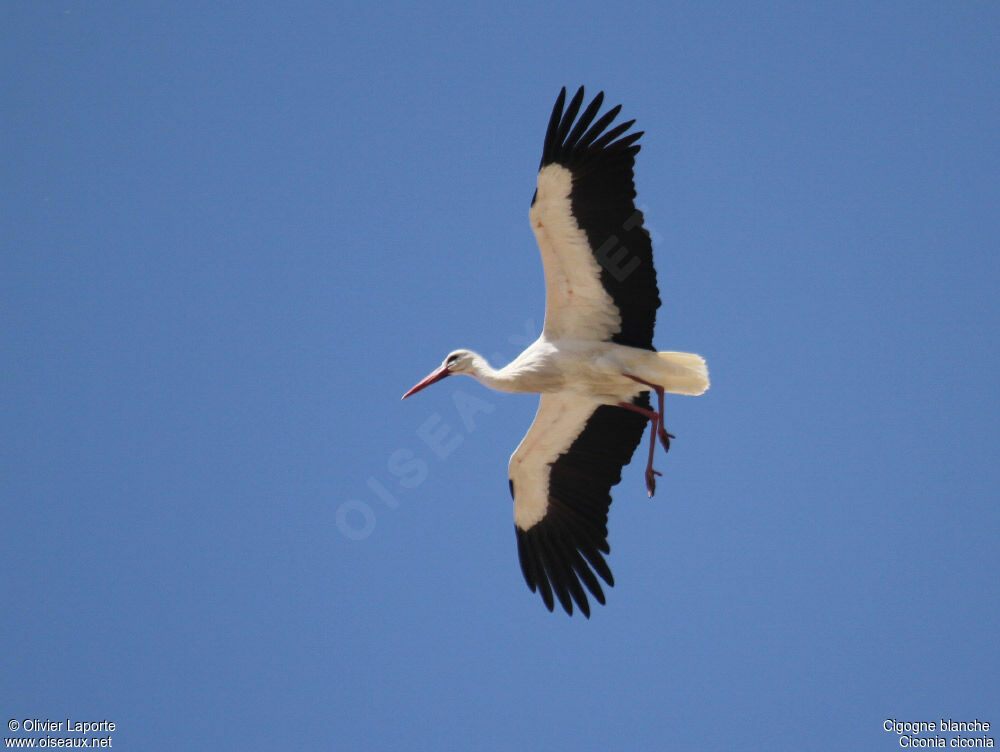 White Stork, Flight