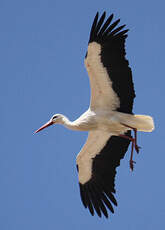 Cigogne blanche