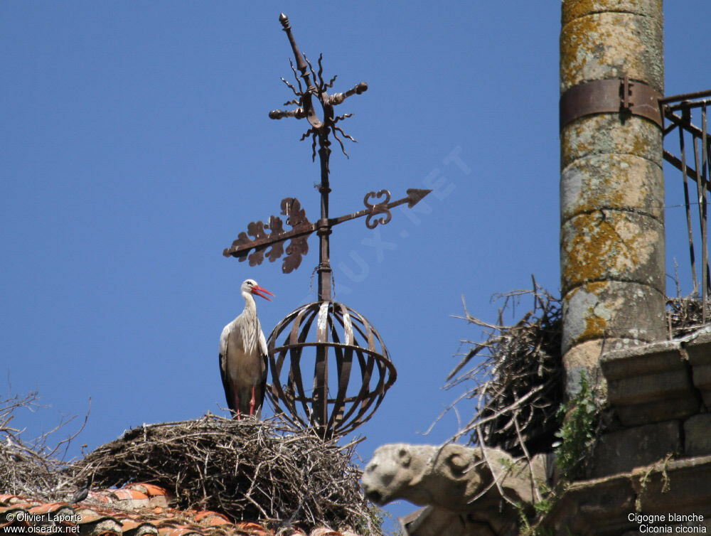 Cigogne blanche, Nidification