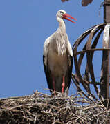 Cigogne blanche