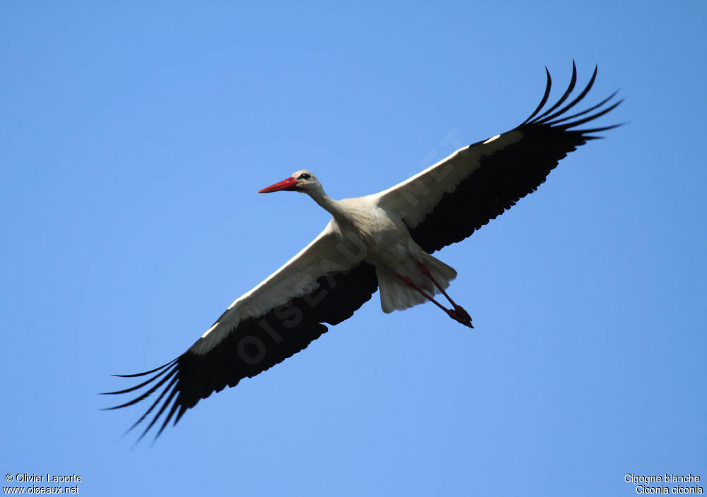 Cigogne blanche, Vol