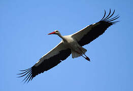 White Stork