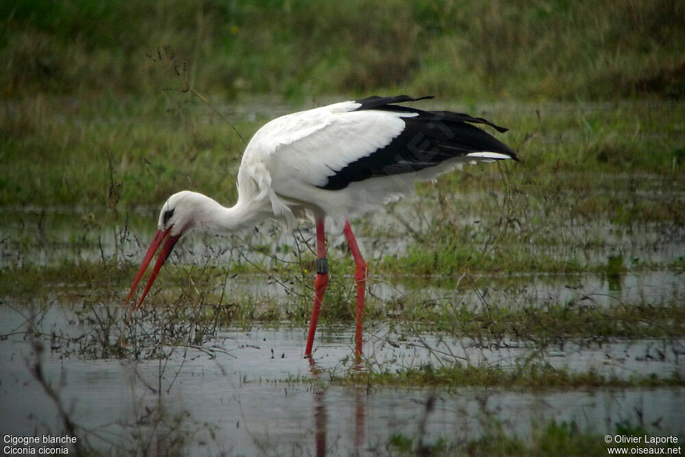 Cigogne blancheadulte