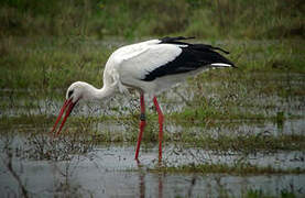 White Stork