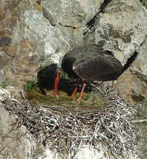 Cigogne noire