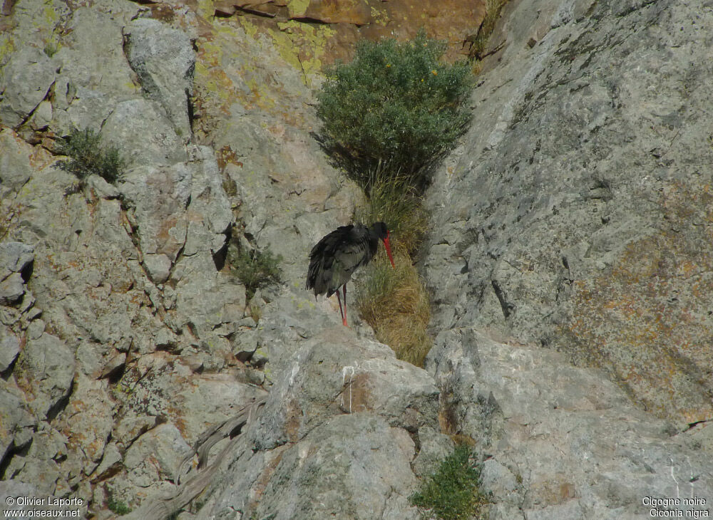 Black Stork