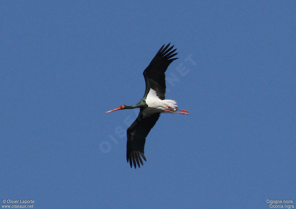 Cigogne noire, Vol