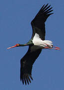 Black Stork