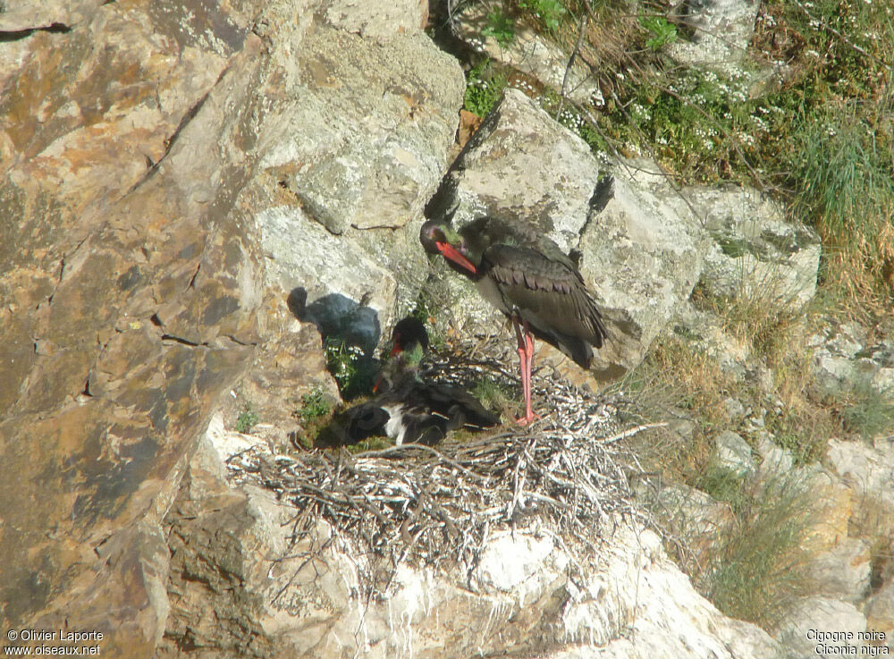 Black Stork, Reproduction-nesting