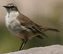 Cream-winged Cinclodes