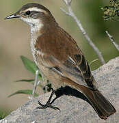 Cream-winged Cinclodes