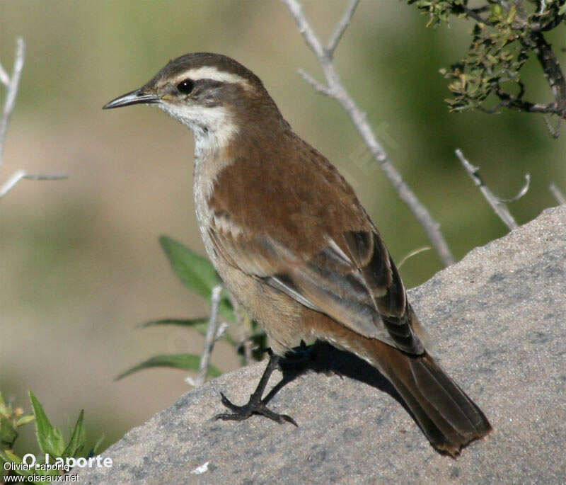 Cream-winged Cinclodes adult
