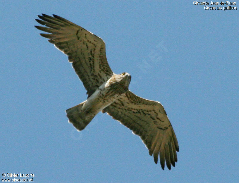 Short-toed Snake Eagle