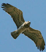 Short-toed Snake Eagle