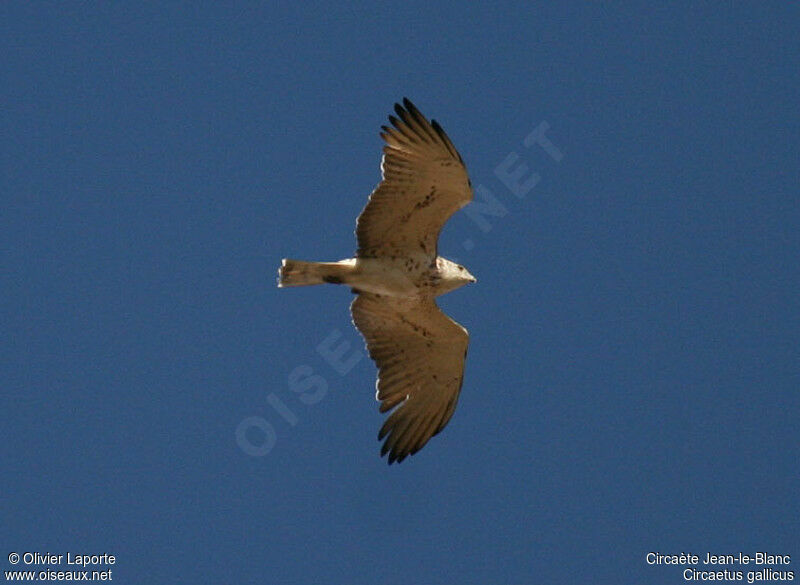 Short-toed Snake Eagle