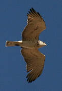 Short-toed Snake Eagle