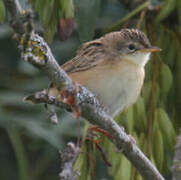 Zitting Cisticola